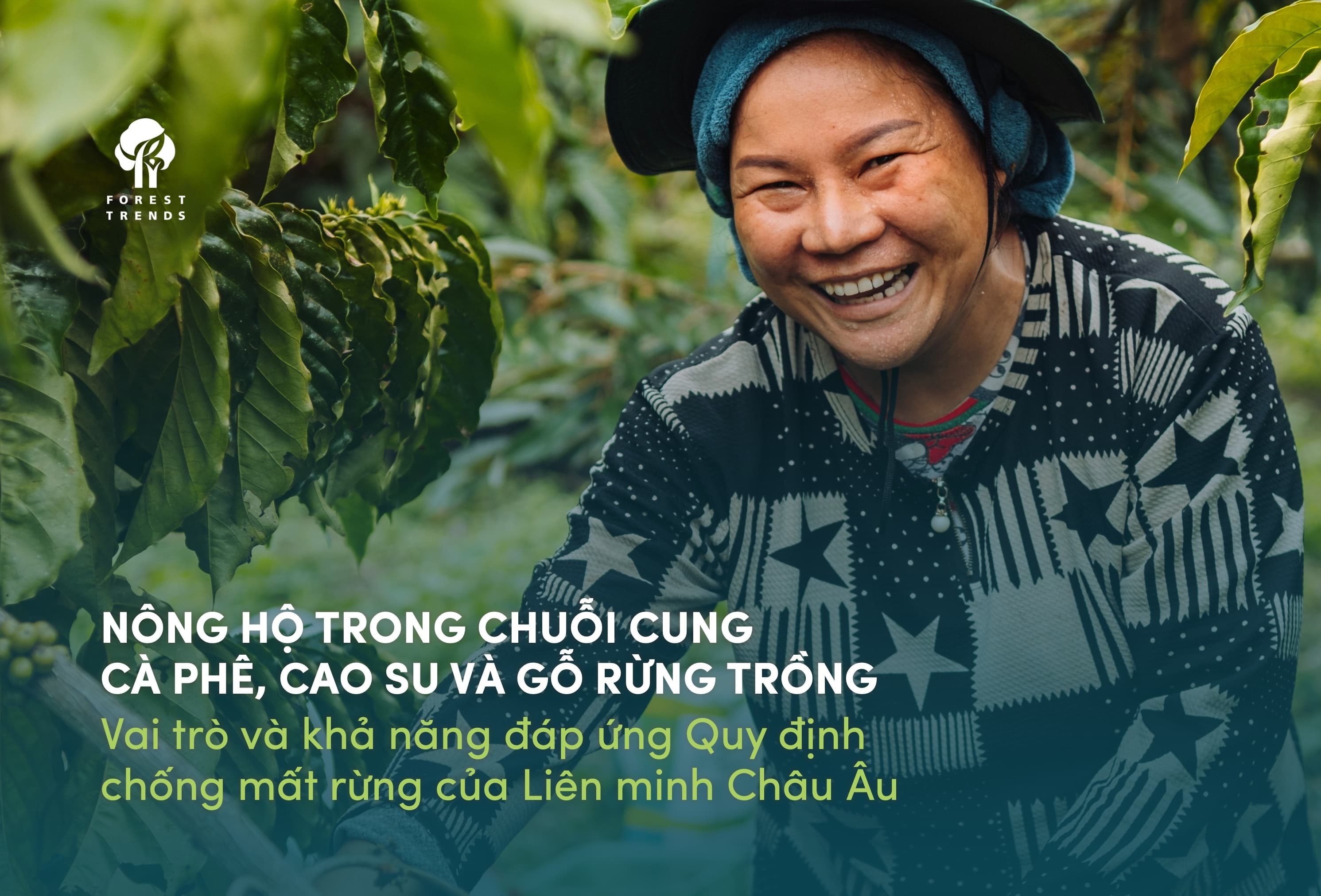 Báo cáo Nông hộ trong chuỗi cung cà phê, cao su và gỗ rừng trồng: Vai trò và khả năng đáp ứng EUDR