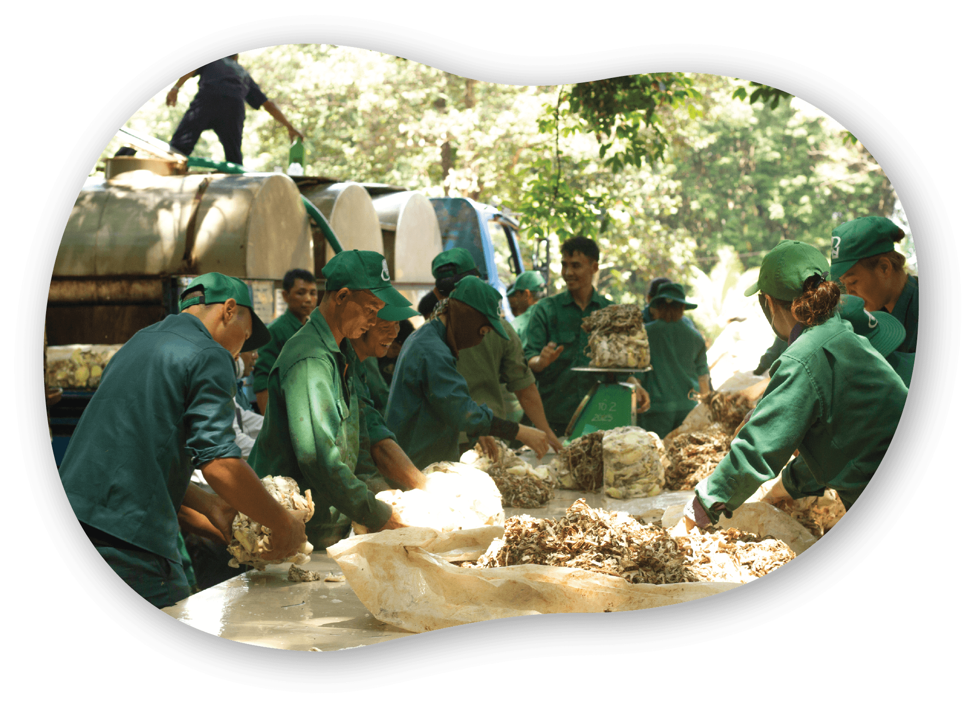 Một nhóm người làm việc cùng nhau trong khu rừng, đang phân loại và chế biến nguyên liệu tự nhiên, với trang phục màu xanh lá cây.