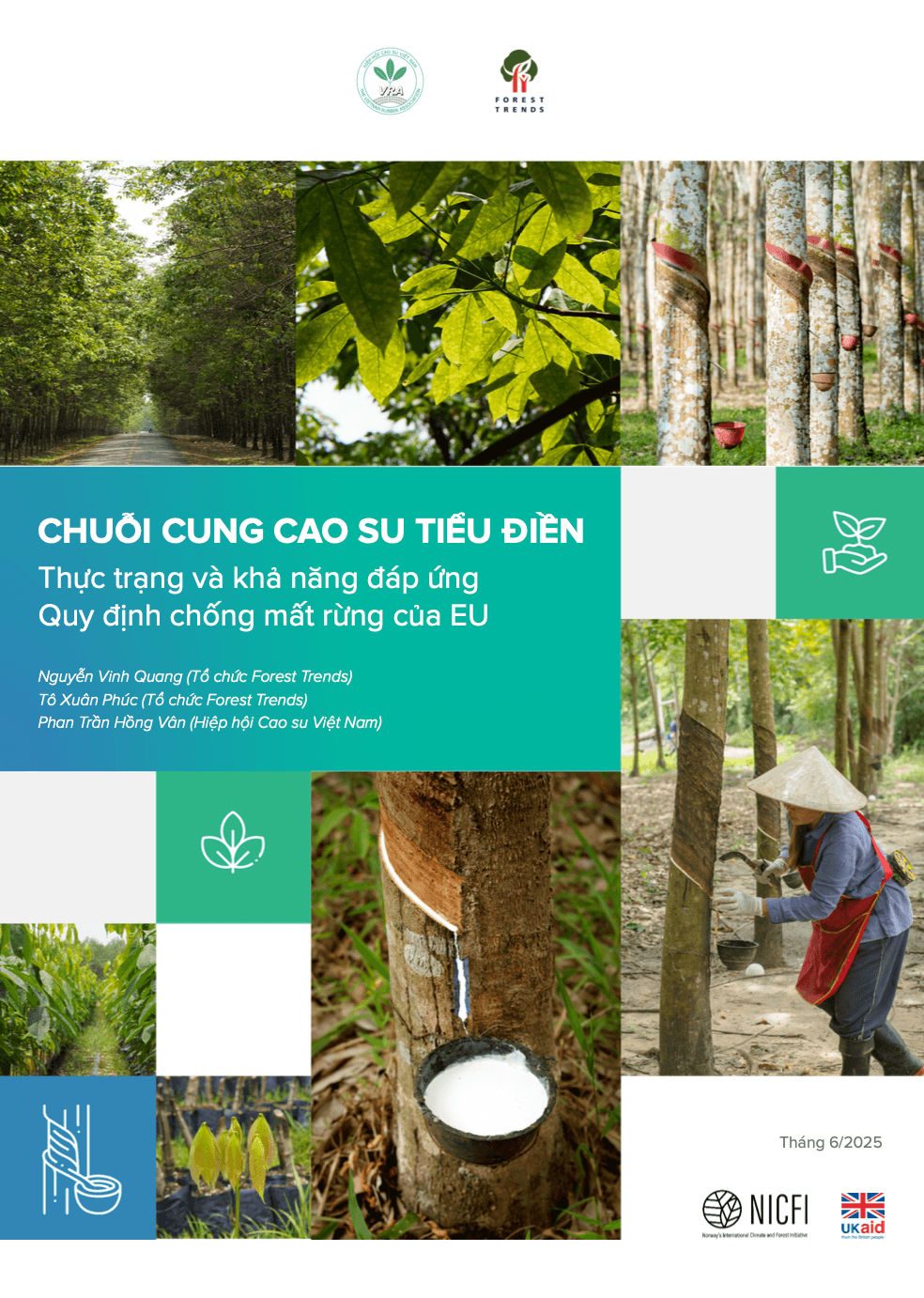 Chuỗi cung cao su tiểu điền: thực trạng và khả năng đáp ứng EUDR