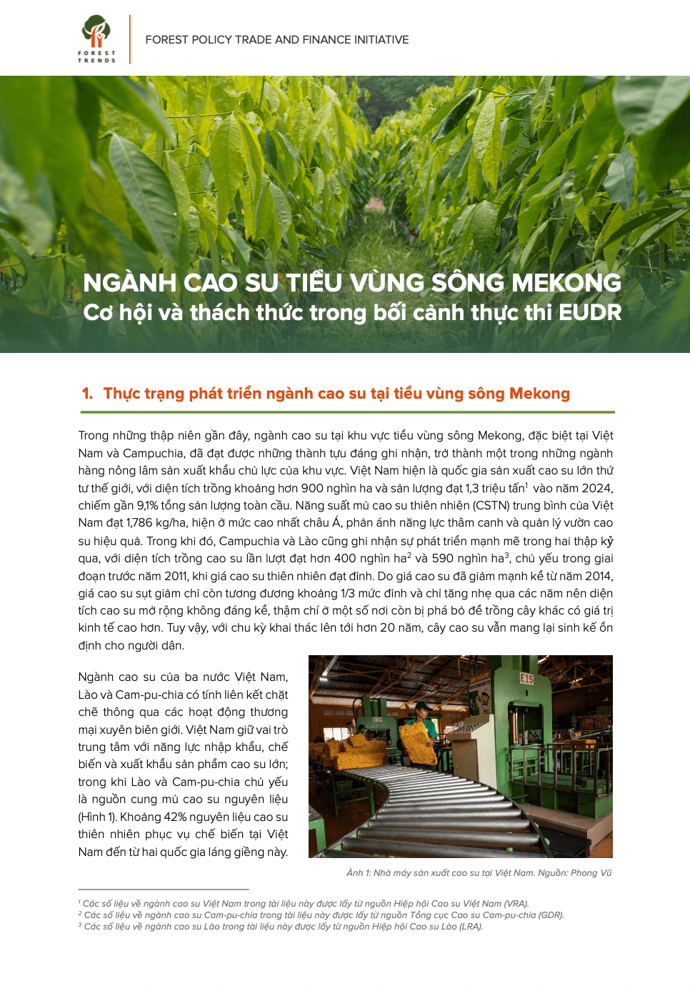 Ngành cao su tiểu vùng sông Mekong: Cơ hội và thách thức trong bối cảnh thực thi EUDR