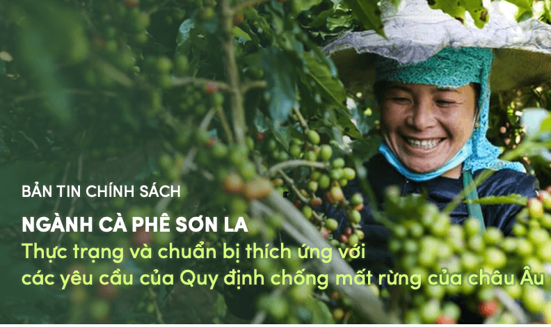 Bản tin chính sách: Ngành cà phê Sơn La – Thực trạng và chuẩn bị thích ứng với yêu cầu của EUDR