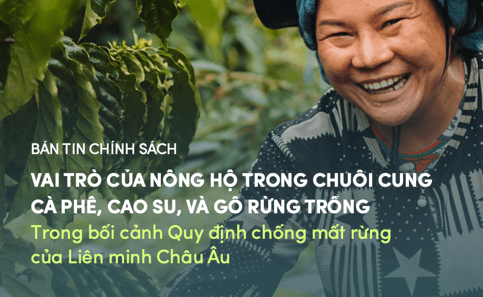 Bản tin chính sách: Vai trò của nông hộ trong chuỗi cung cà phê, cao su và gỗ rừng trồng trong bối cảnh Quy định chống mất rừng của Liên minh Châu Âu