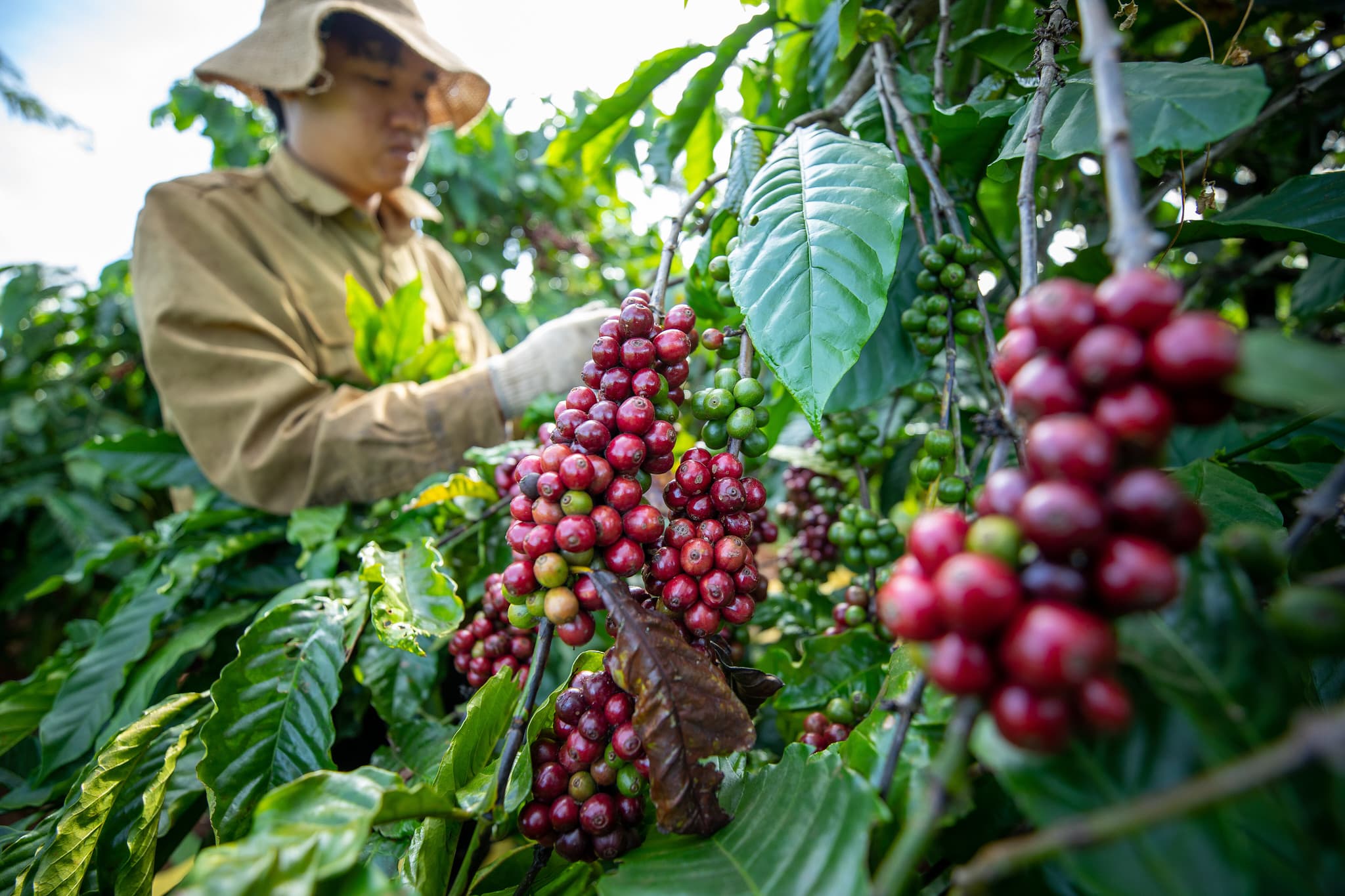 Các hộ tiểu điền ở Đông Nam Á gặp khó khăn trong đáp ứng EUDR – Bài phỏng vấn Martin Greijmans (RECOFTC)