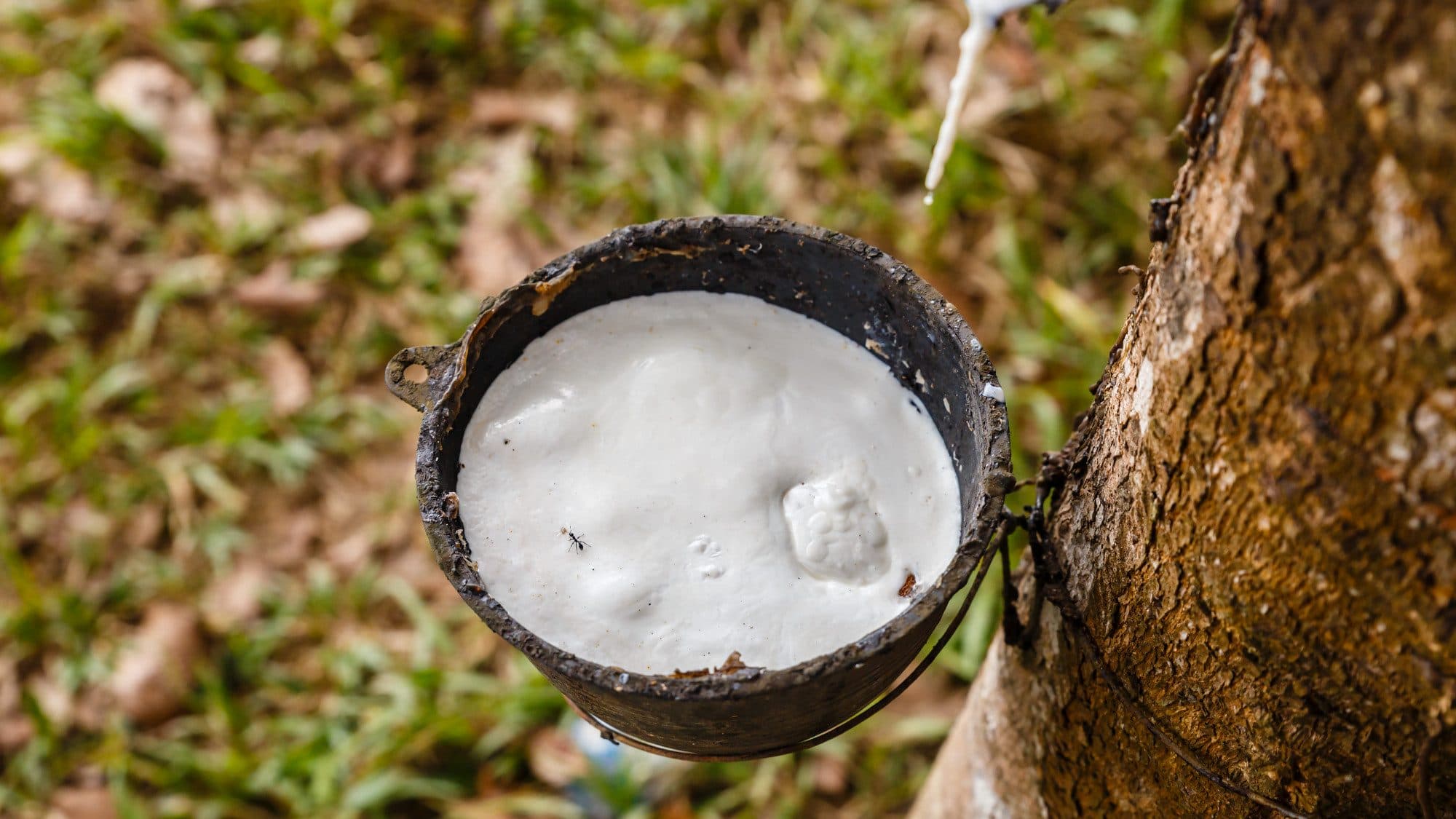 Chén cao su tự nhiên